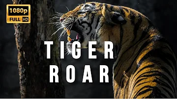 Tiger roar (2023) | loud Tiger roar | Best tiger roar sound effect | tiger voice sound