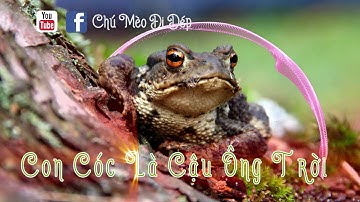 CON CÓC LÀ CẬU ÔNG TRỜI - Cổ tích Việt Nam - Kể truyện bé nghe