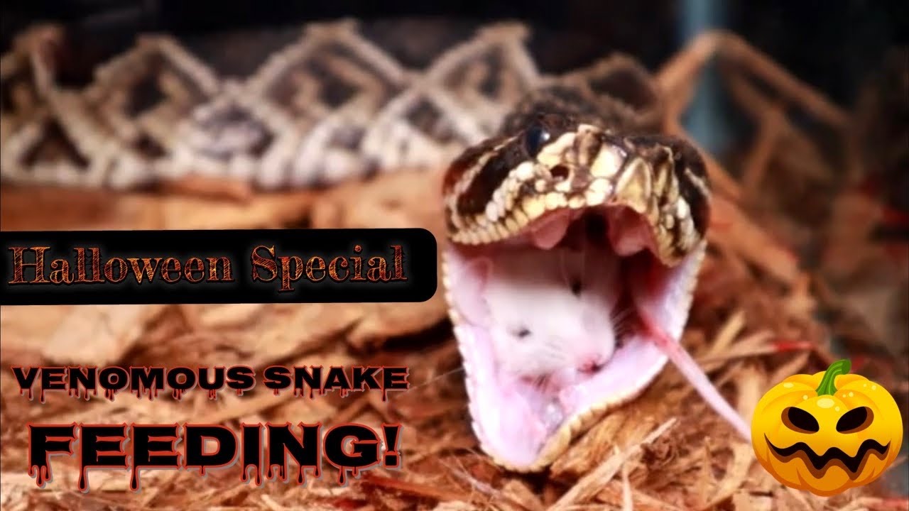 Curated visual reference: Visual Reference: Halloween Special Venomous Snake Feeding