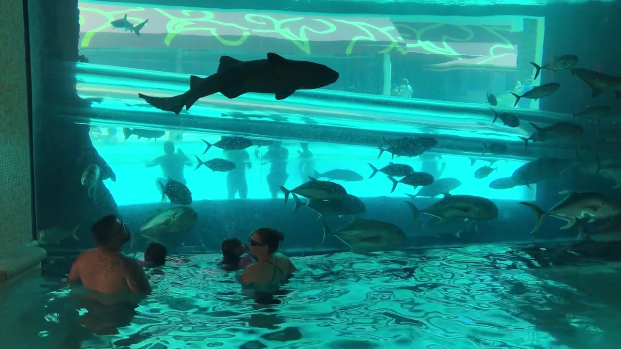 Swim with sharks during Las Vegas Golden Nugget Shark Days