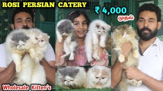 Persian Cat Cattery | kitten's for sales | qualitu persian farm | പേർഷ്യൻ പൂച്ച പൂച്ച | #eagletwist