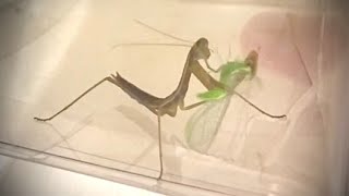 Praying Mantis VS Lacewing