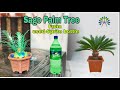 Sago palm tree from used sprite bottle mayuraksham craftsbest from waste project 24