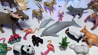 Animals, Sea Animals, Polar Bear, Panda, Flamingo, Lion, Shark, Whale, Wolf