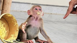 Smart little monkey secretly eats cream cakes, mixes soil to grow aloe vera, sycamore and onions