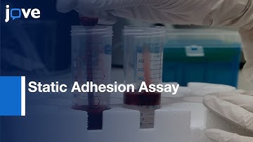 Static Adhesion Assay to Study Integrin Activation in T Lymphocytes | Protocol Preview