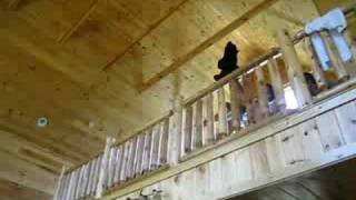bear suicide in TN