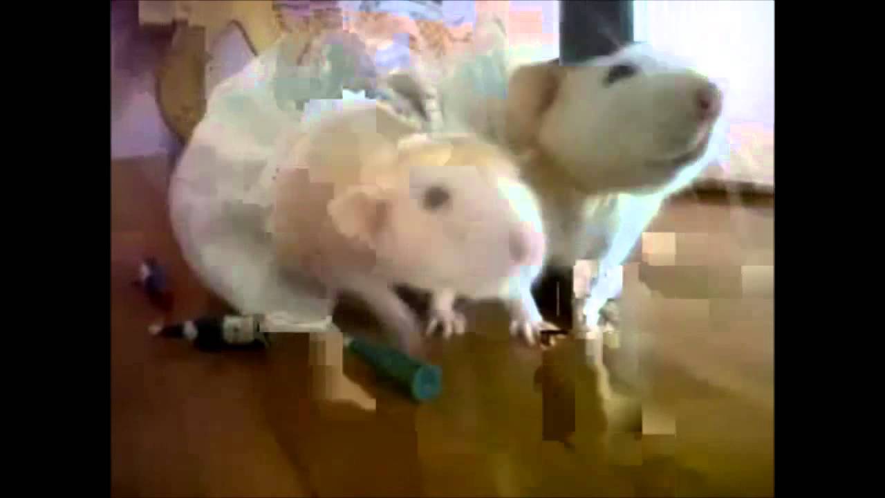 Rosie and Sammy the rats get married! - YouTube