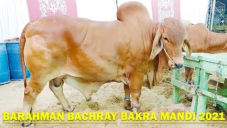 Al Rehman Cattle Farm - Barahman Bachray - Bakra Mandi 2021