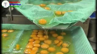 Discover inside the automatic chicken egg processing line food processing machine 2017 | EGGS