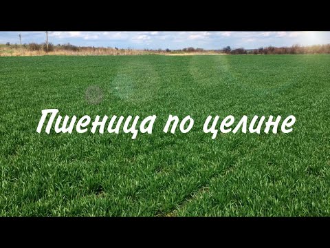 Осмотр полей. Пшеница