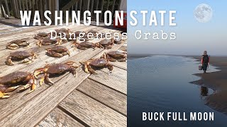 Dungeness Crabs, Washington State