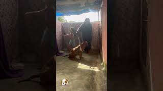 American Pitbull #lekthebestkennel