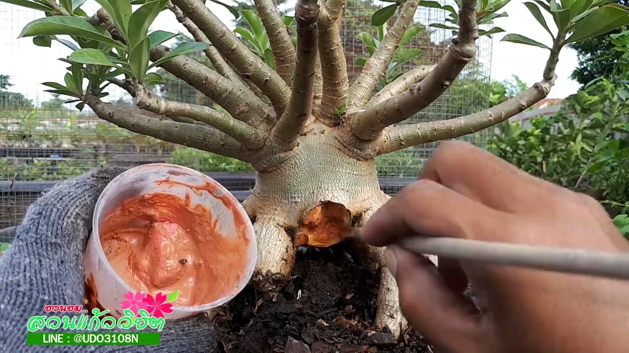 วิธีแก้ปัญหาต้นชวนชมเน่า รากชวนชมเน่า หัวชวนชมเน่า วิธีแก้ไขโรคเน่าจากเชื้อรา