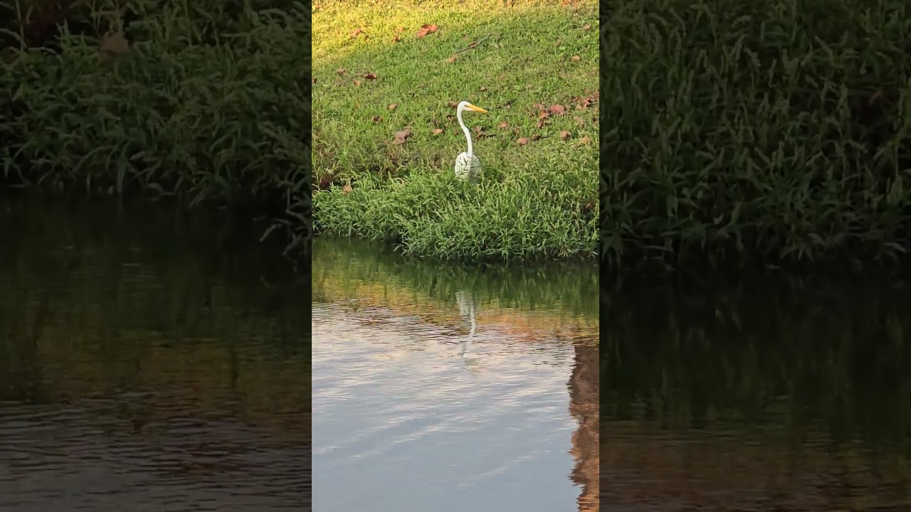 Great Egret