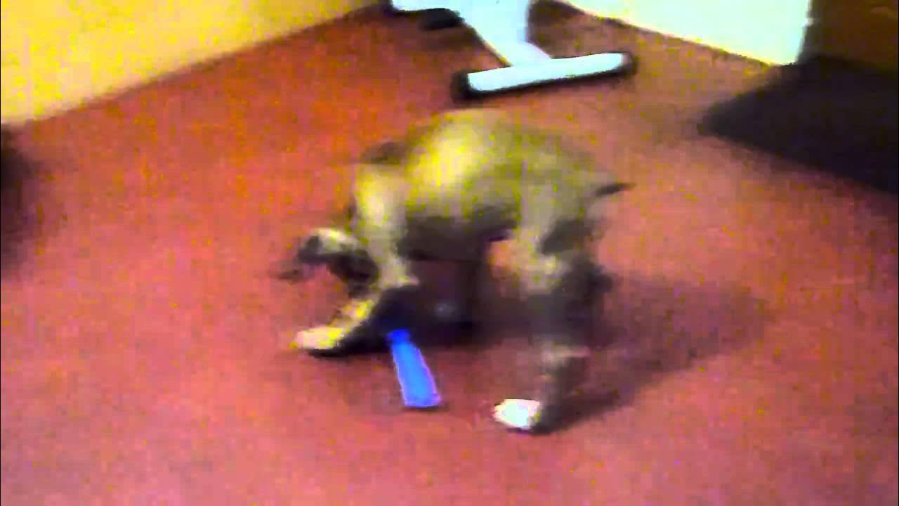 Chiot Boxer 3 mois YouTube