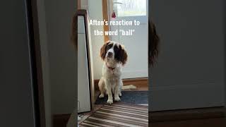 Springer Spaniel reacts to the word 'ball'  #springerspaniel