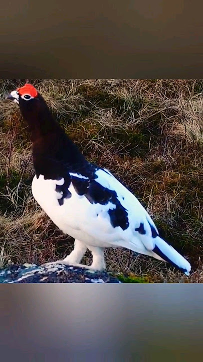 Male Willow Ptarmigan sounds #shorts #shortvideo