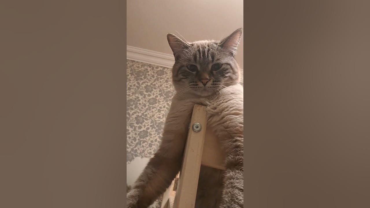 кот 🐱 - YouTube