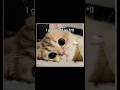and I'm single #cat #funny #memes #cute #funnymemes #kitten #hellokitty #pets #foryou #viral #fyp
