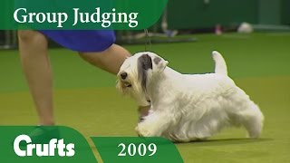 Sealyham Terrier wins Terrier Group Judging at Crufts 2009 | Crufts Dog Show