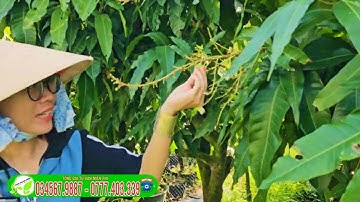 XOÀI CÁT HÒA LỘC CÂY LỚN ĐANG TRÁI SẴN TẠI TRUNG TÂM CÂY GIỐNG