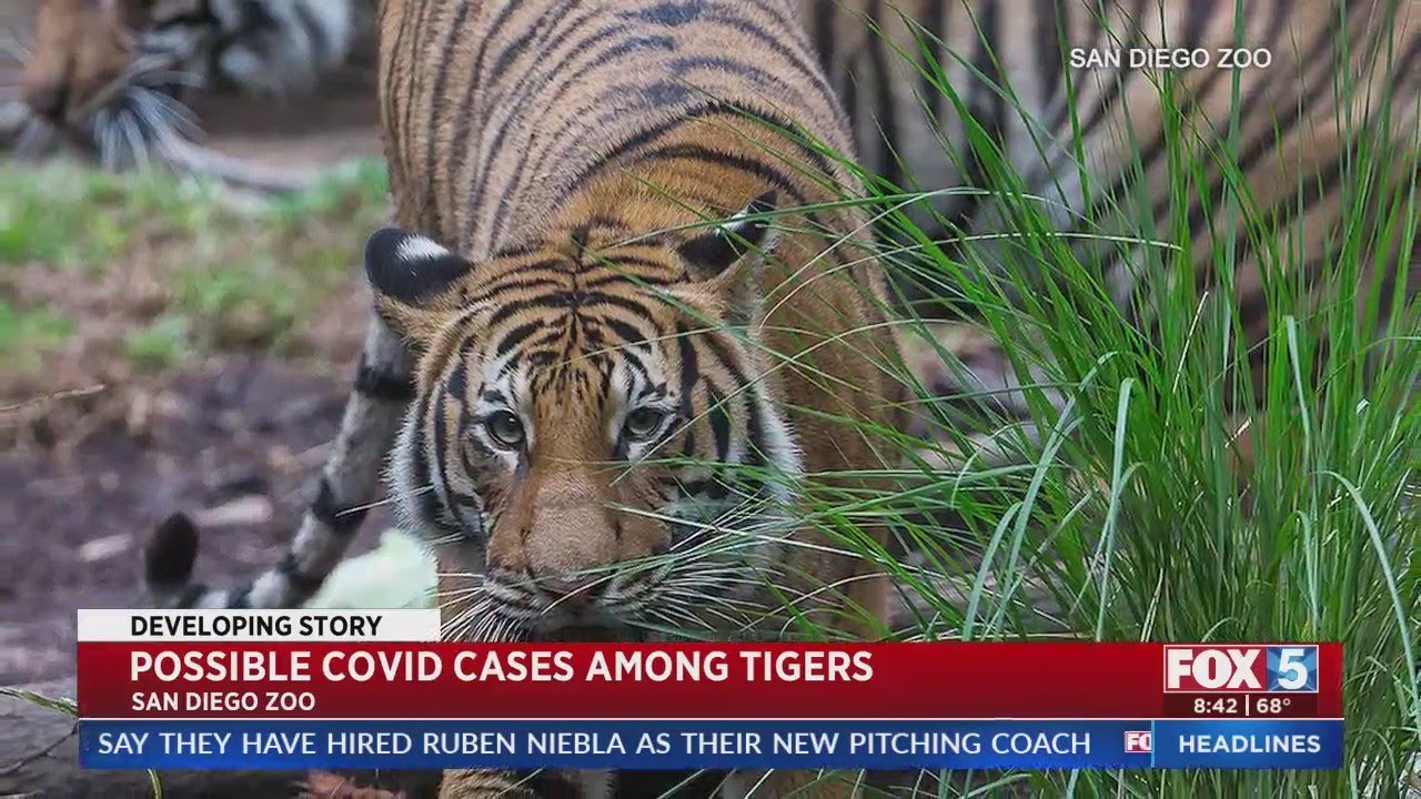 San Diego Zoo Tigers Believed To Have Breakthrough COVID Cases