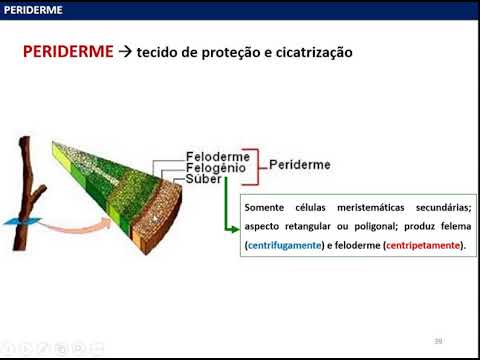 Vídeo: Diferença Entre Estomas E Lenticelas