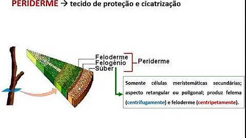 Qual é a função do Felogenio?