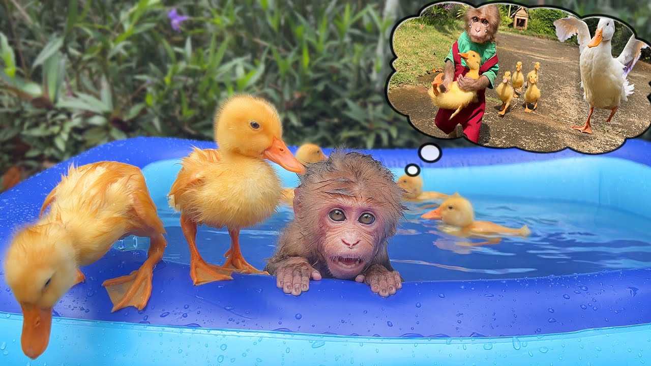 Monkey Bon secretly invited the duckling to go swimming while Mother Duck was away!