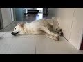 MAKE sure NOT TO DIE of LAUGHTER! - The funniest DOG compilation EVER