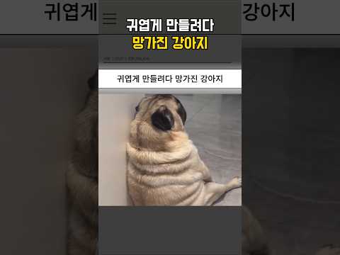 귀엽게 만들려다 망가진 강아지 thumbnail