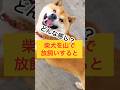 柴犬を山で放し飼いするとこうなります❗#柴犬さん #shorts #柴犬 #柴犬大好き
