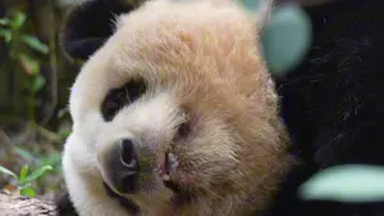 3.12晚安小花宝,做个甜甜的梦哦大熊猫和花 熊猫花花 - YouTube