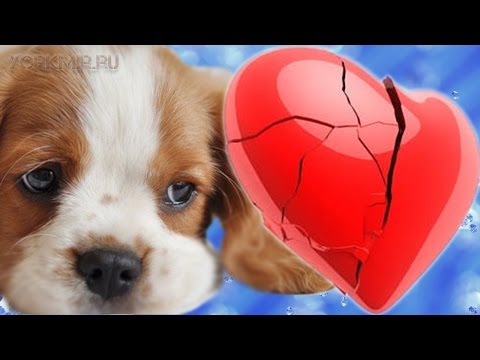 Сердечная недостаточность у собак | Лечение.