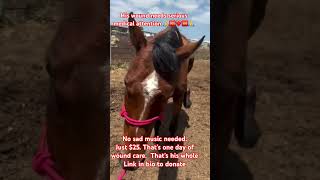 No sad music needed.Just $25. That’s one day of wound care. #rescueefforts #injudehorses#animals #