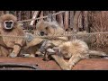 シロテテナガザルの子供は赤ちゃんに関心があります(White-Handed Gibbon kids and baby)