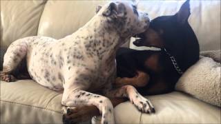 Pit Bull Loves the Doberman