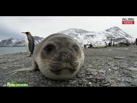 ჩვენი პლანეტა - სელაპი
