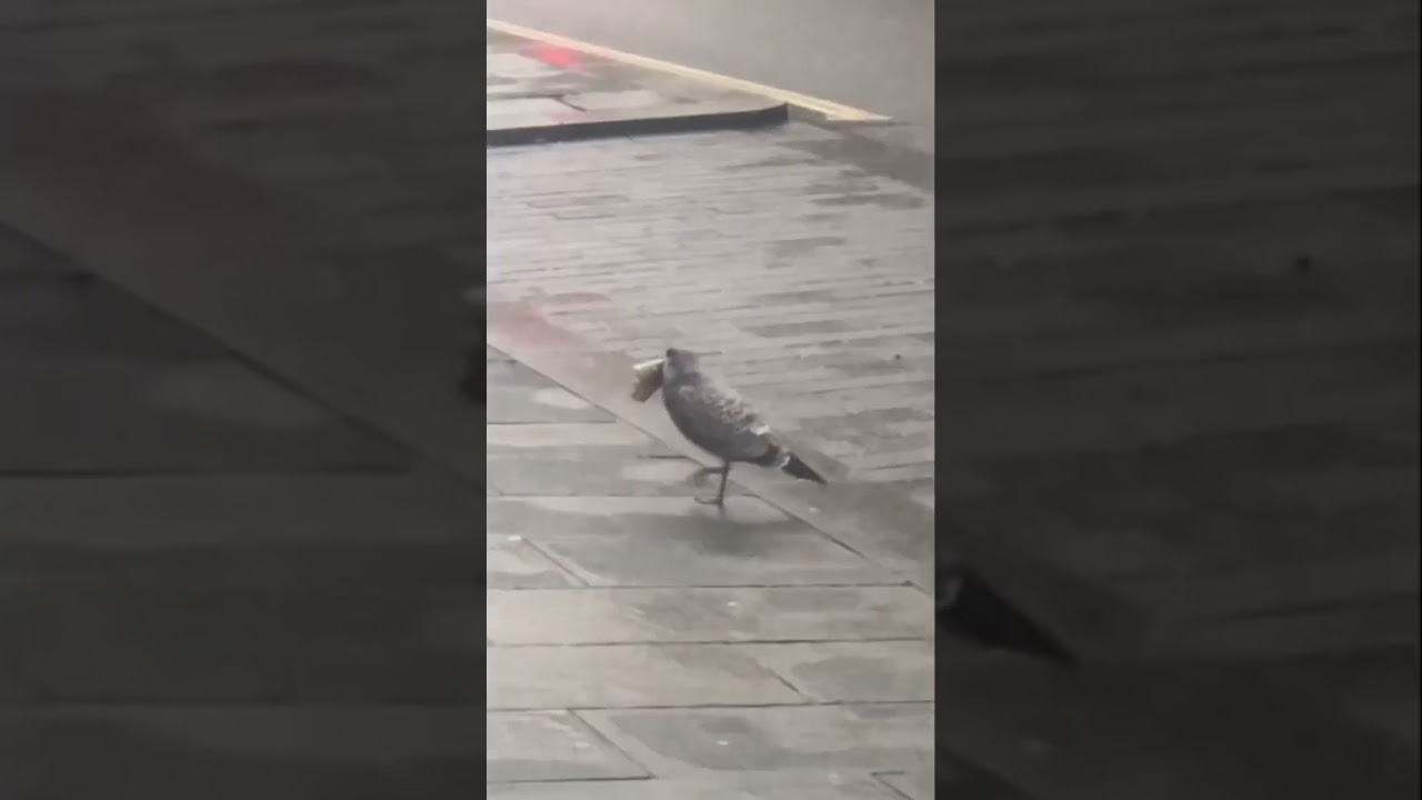 YOUNG SEAGULL CANNOT EAT LARGE FOOD