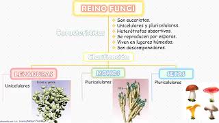 Reino Fungi