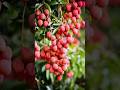 Litchi Garden Images L Lichti Tree S рџЊІ L Lichi Fruitcrops Crop Fruit Fruitcrops Lichicrop Litchi Garden Images L Lichti Tree S рџЊІ L Lichi Fruitcrops Crop Fruit Fruitcrops Lichicrop