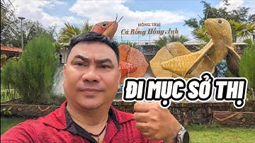 Đi mục sở thị Nông Trại Cá Rồng Hồng Anh ở Củ Chi TP.HCM