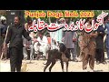 کتوں کا مقابلہ Dog Match 2023 Kutoon Ka Mach 2023 New Dogs Game 2023 All Paunjab Dog Maela 2023 کتوں کا مقابلہ Dog Match 2023 Kutoon Ka Mach 2023 New Dogs Game 2023 All Paunjab Dog Maela 2023