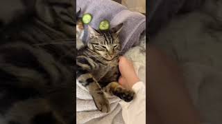 Man has a spa day with his three cats | CONTENTbible #Shorts