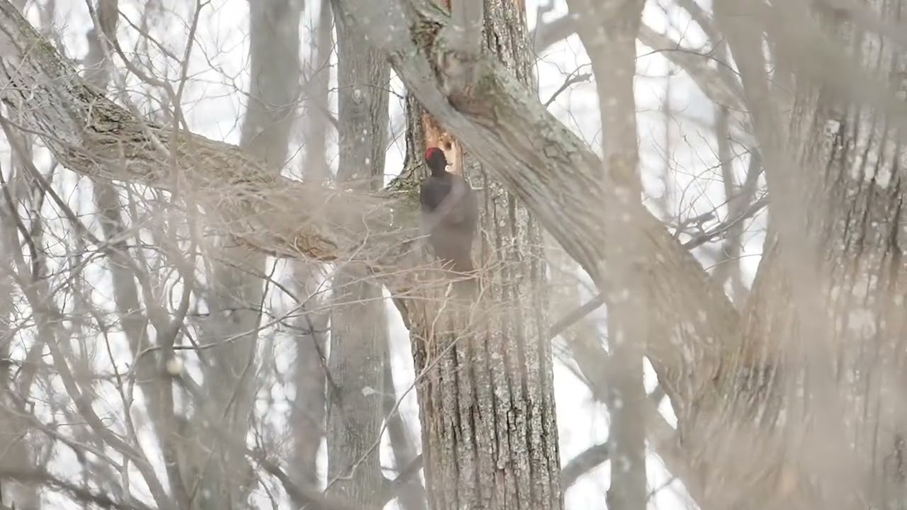 今日見たクマゲラ　#クマゲラ
