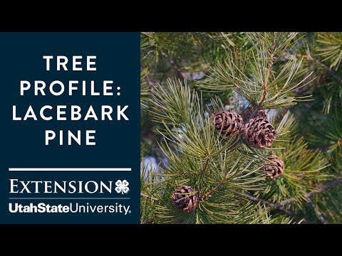 Video: Lacebark Pine-informatie - Groeiende Lacebark-dennen in tuinen