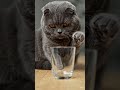 cat 😺