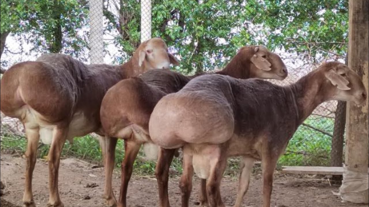 Кушкорхои Хисори 27 февраля 2026 г.