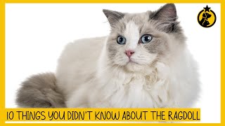 10 Fascinating Things You Didn’t Know About the Ragdoll Cat